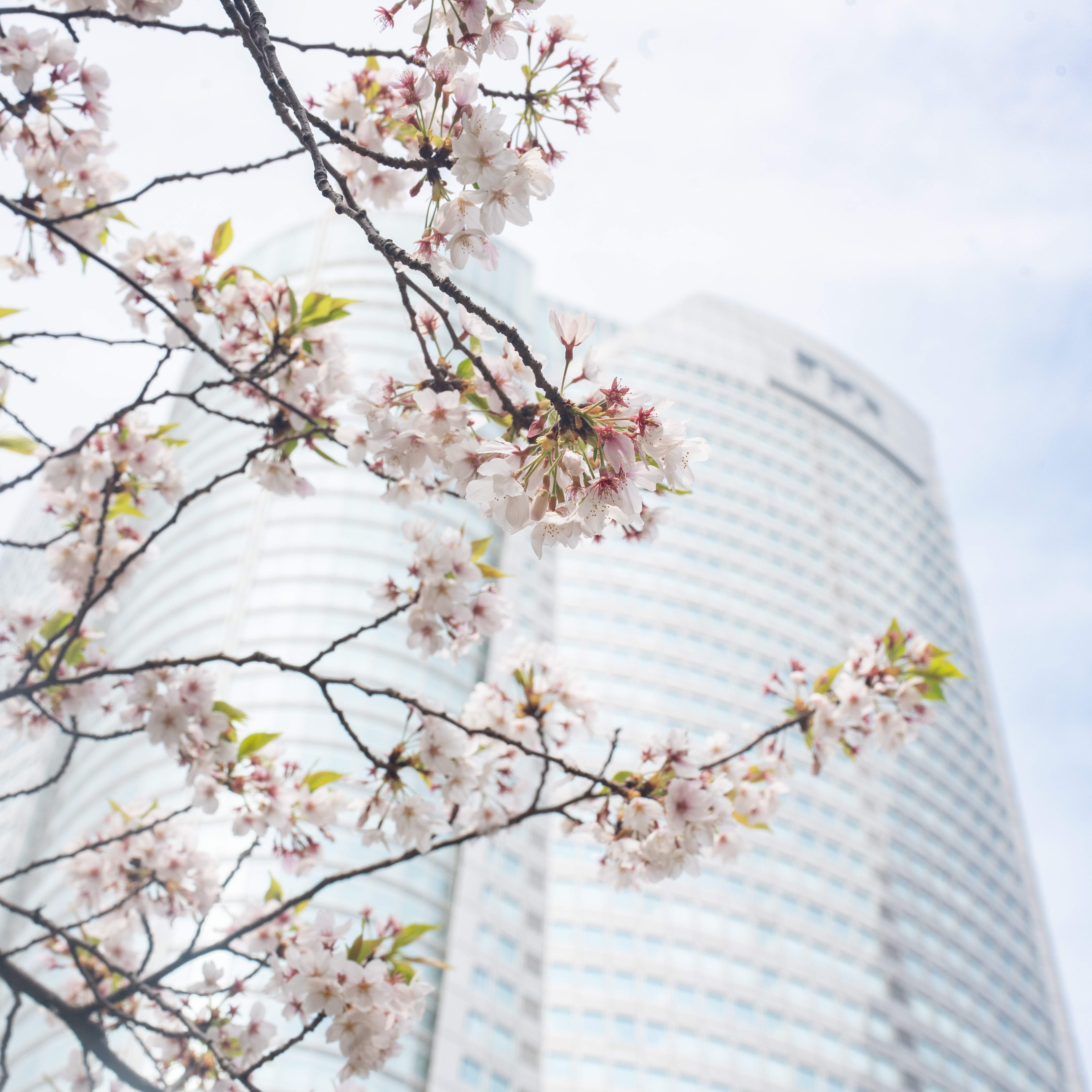 HILLS SAKURA JOURNEY - この春、ヒルズの桜をめぐる旅に出かけてみ