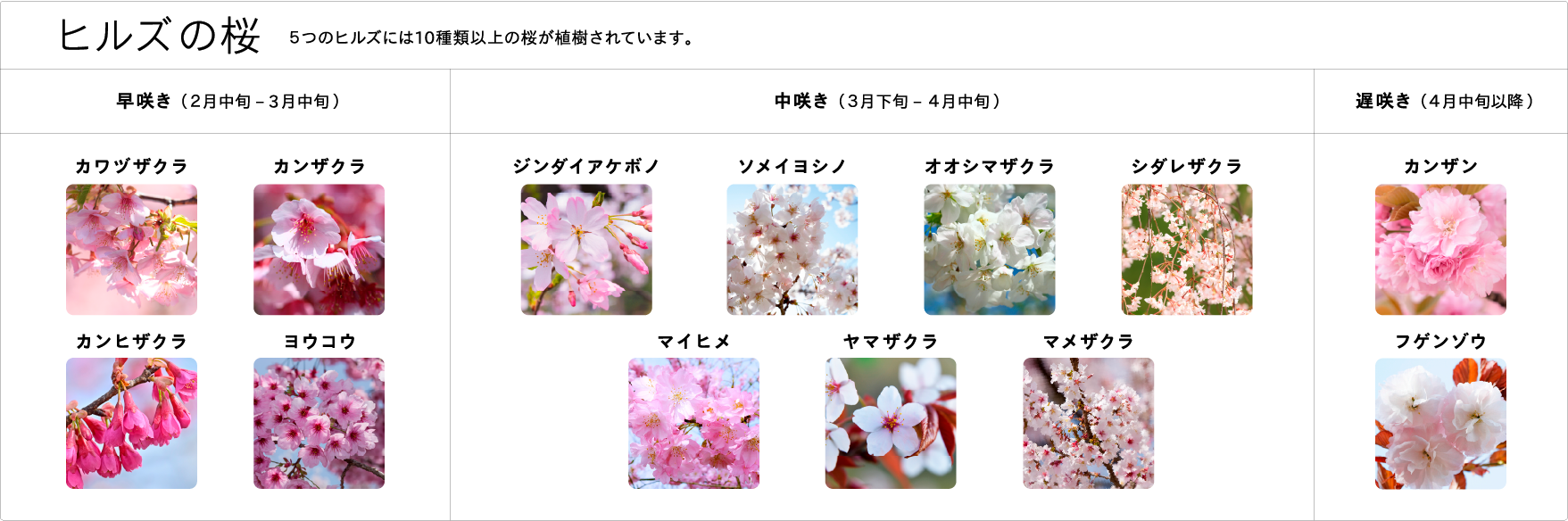 ヒルズの桜の種類一覧