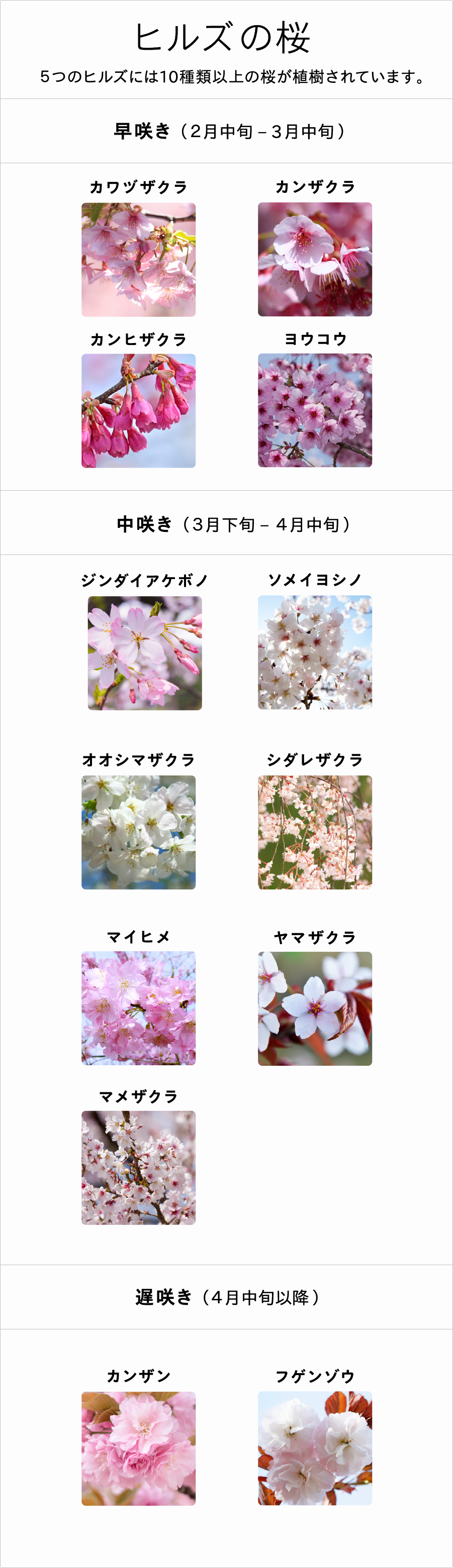 ヒルズの桜の種類一覧